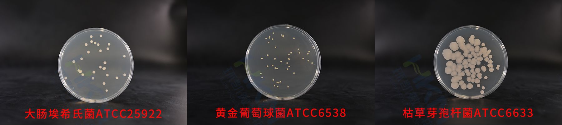 平板計數瓊脂(PCA)質控菌株生物圖冊 平板計數瓊脂(PCA)質控菌株生物圖冊